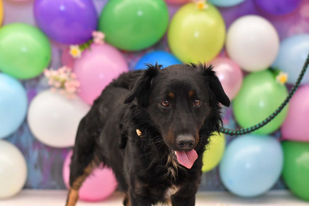 Radosny Marwin szuka aktywnego domku!