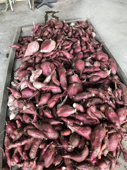 Batata Doce biologica