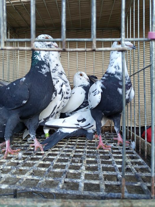 Gołębie  pocztowe tygrysy