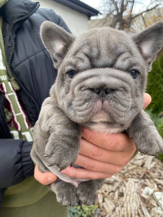 Французький бульдог міні,Біг-Роп