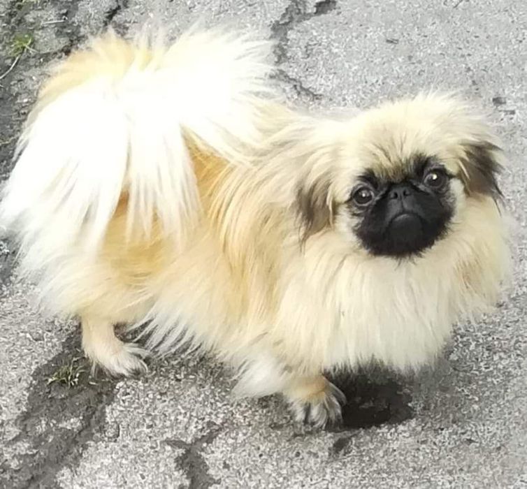 Щенки пекінесики