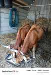 Vacas de raça cachenas