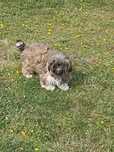 Shih-tzu- suczka