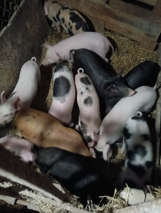 Поросята м'ясної породи