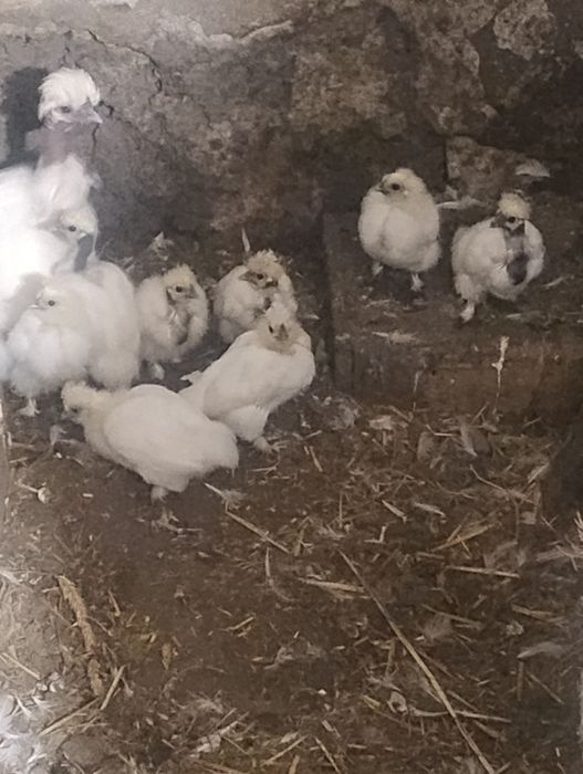 Silki,silki goloszyjki