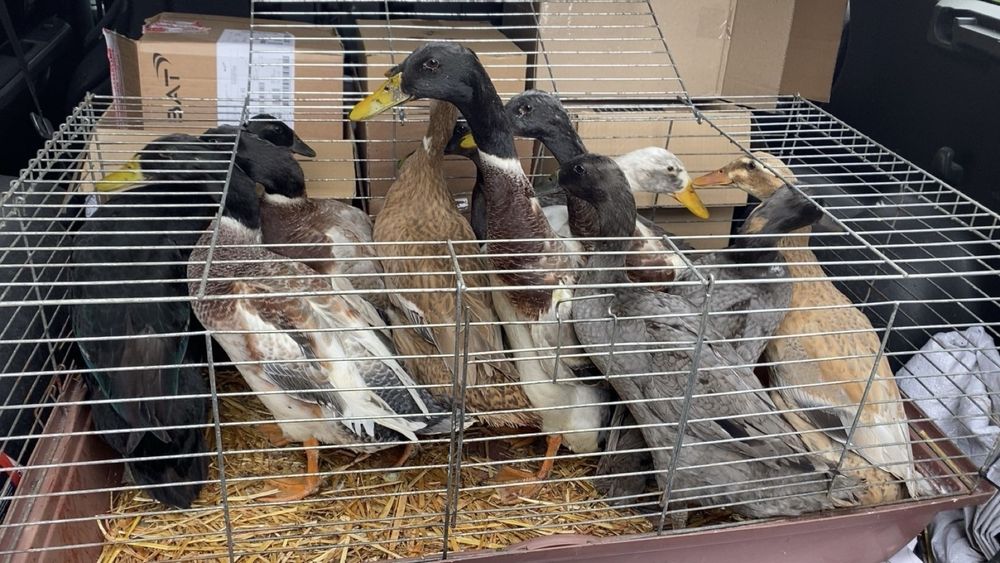 Biegusy indysjkie biegus indysjki pary kaczory