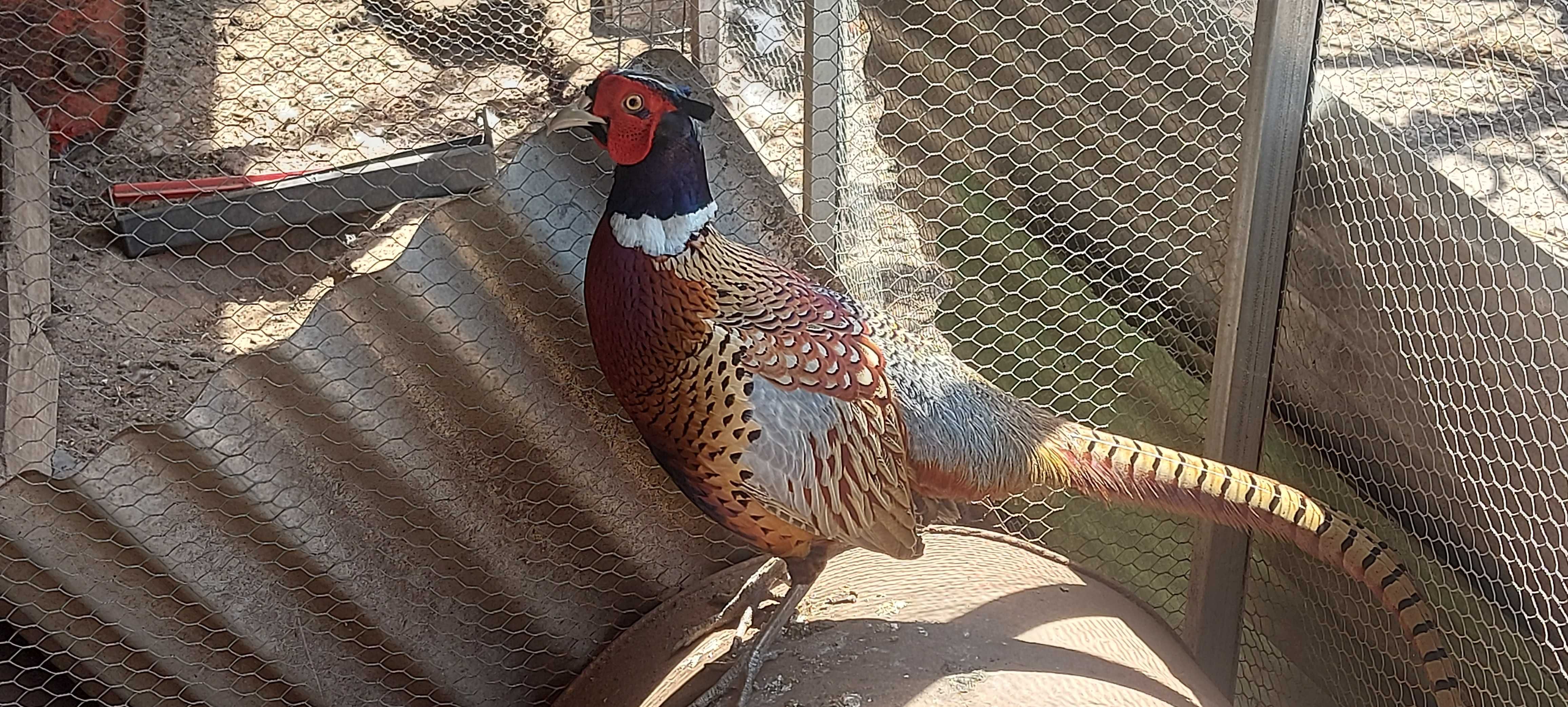 Ovos faisão e galinhas malines