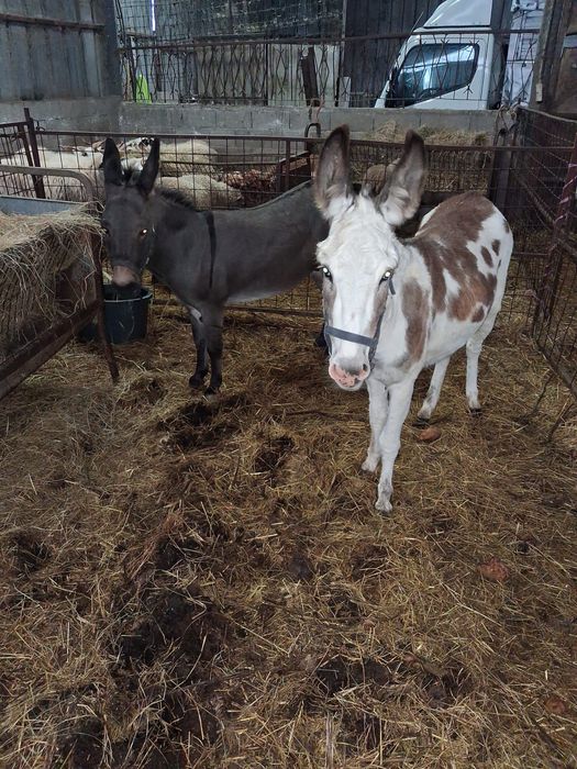 Burrinhos mini anoes casal