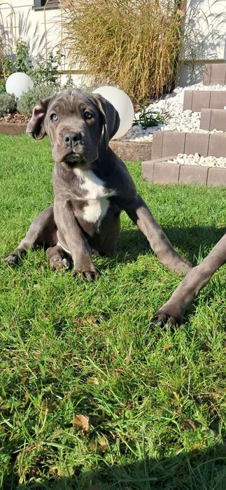 Cane corso Italiano rodowód 6 pokoleń