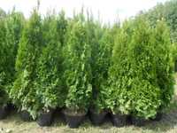 Tuja thuja szmaragd w doniczkach gruby ładny 160-180cm Dostawa