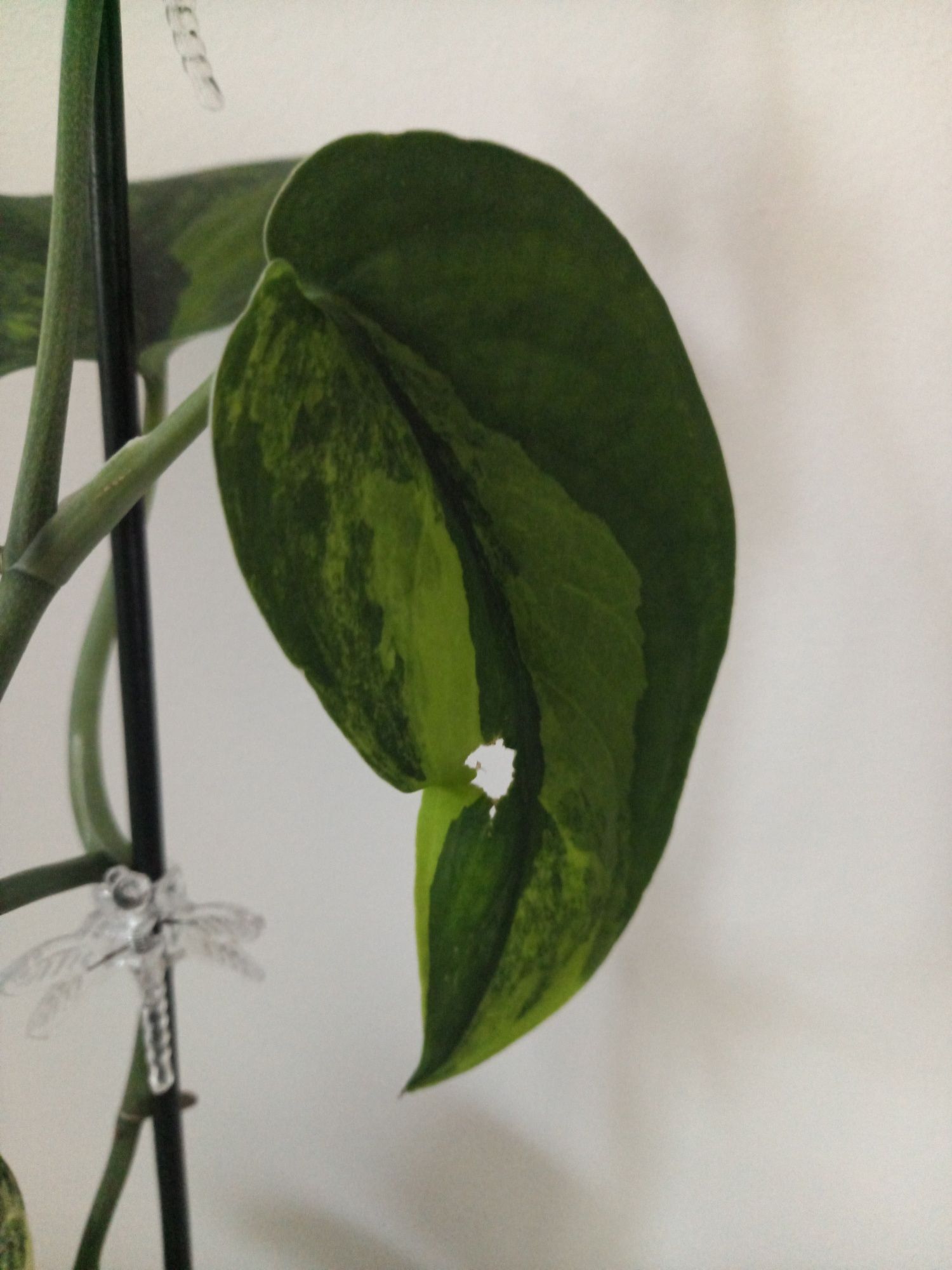 Scindapsus Jade Satin Aurea