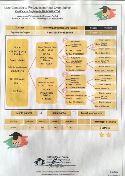 Borrego Suffolk  puro