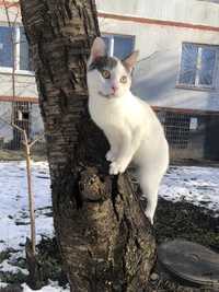 Котик кот котенок кошки котята