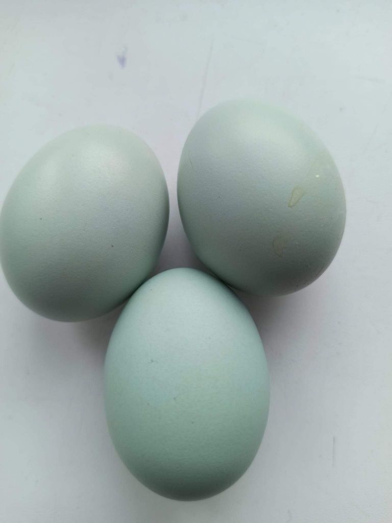 Курчата  з кольорових яєць