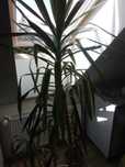 Juka gwatemalska  duża , Pachypodium Lamer'a