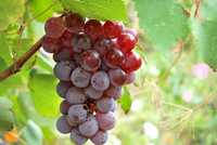 Виноград Лидия 2-лентие саженцы