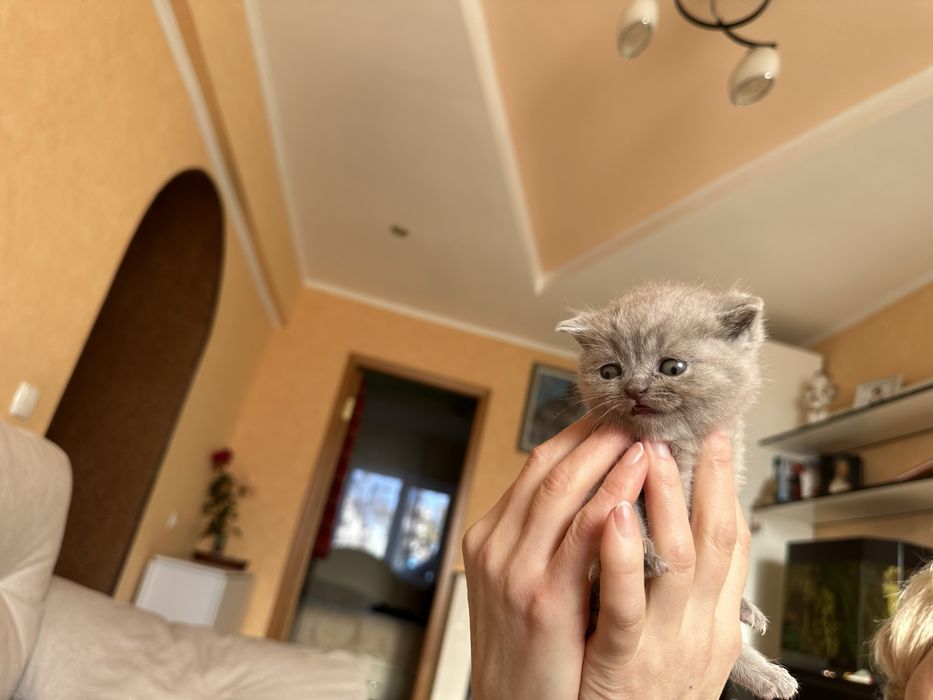 Шотландські кошенята