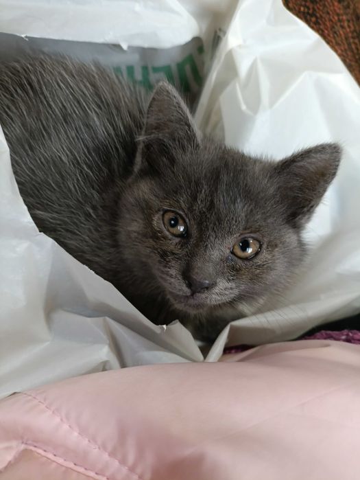 Отдаем котенка мальчика