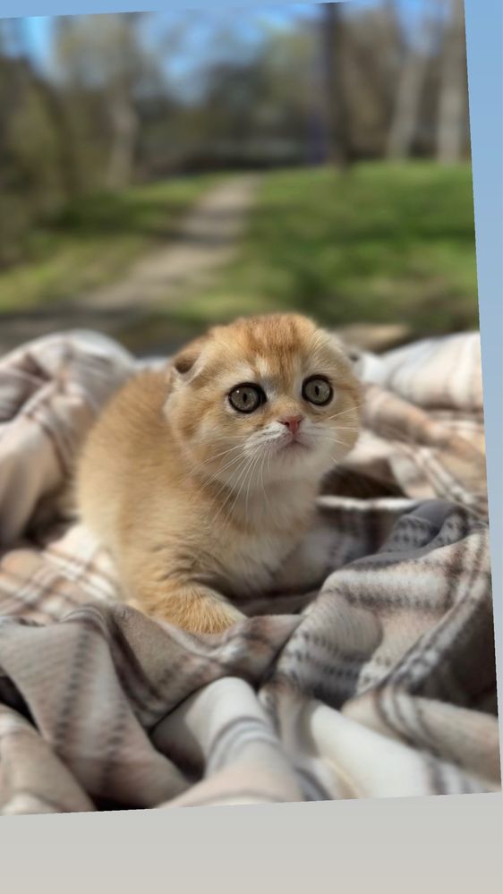 Котенята шотландці скотіш золота шиншила