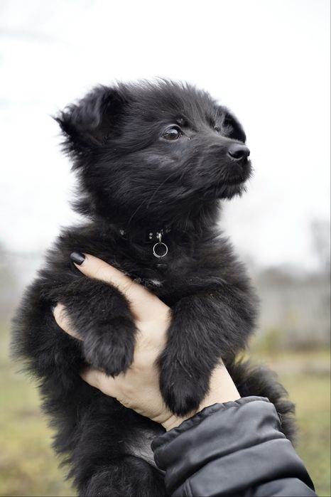 Цуценя дівчинка в добрі руки