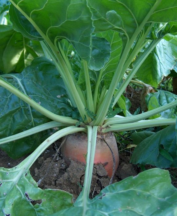 Buraki pastewne Niżatyce