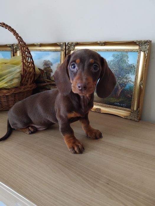 Suczka jamnik miniaturowy czekoladowa