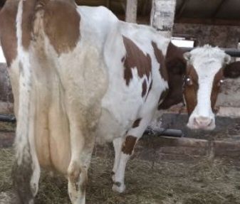 Продам породисту корову