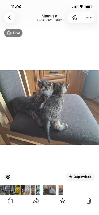 Oddam kotki  w dobre rece