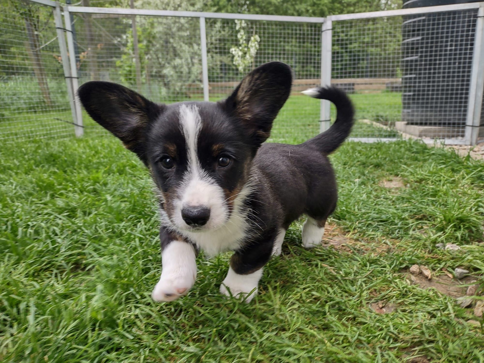 Welsh Corgi Cardigan FCI