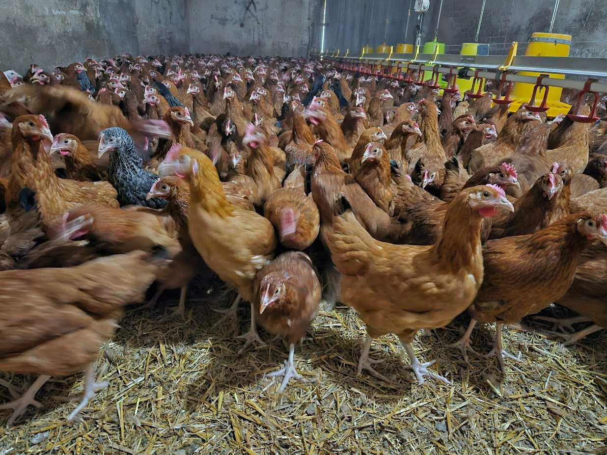 Kurki nioski odchowane Rosa kolor i brązowa dowóz gratis