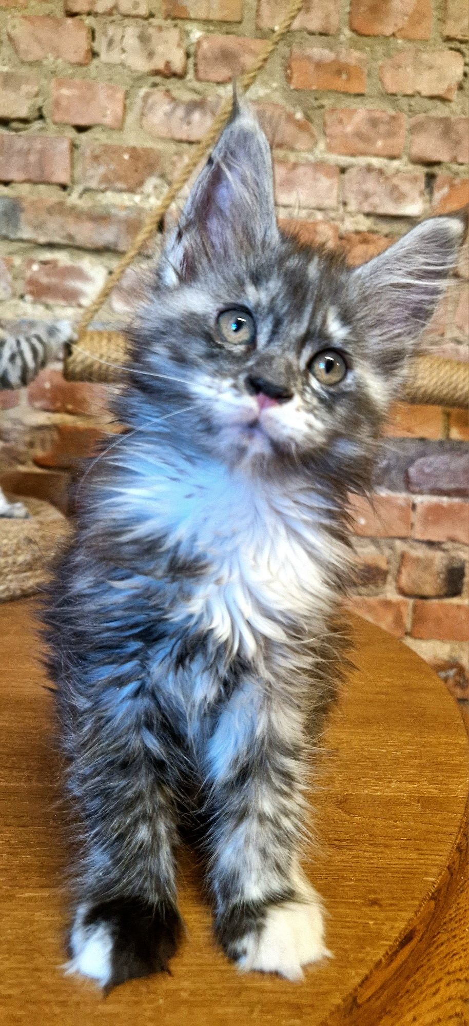 Maine Coon, kotka, rodowód FPL