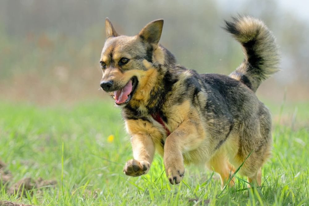 Łajka, mloda niezależna sunia