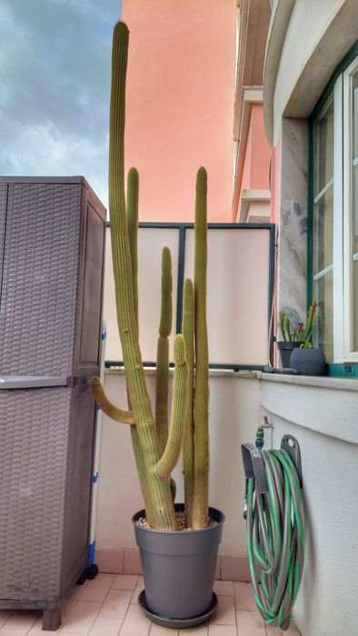 Cato Gigante  3mts em vaso