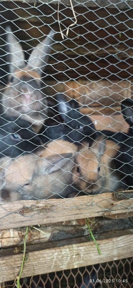 Кролі Продам кроликів різного віку і розмірів