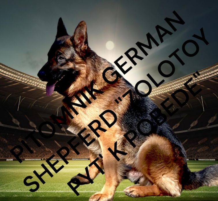 Роскошные крупные суки с родословной.