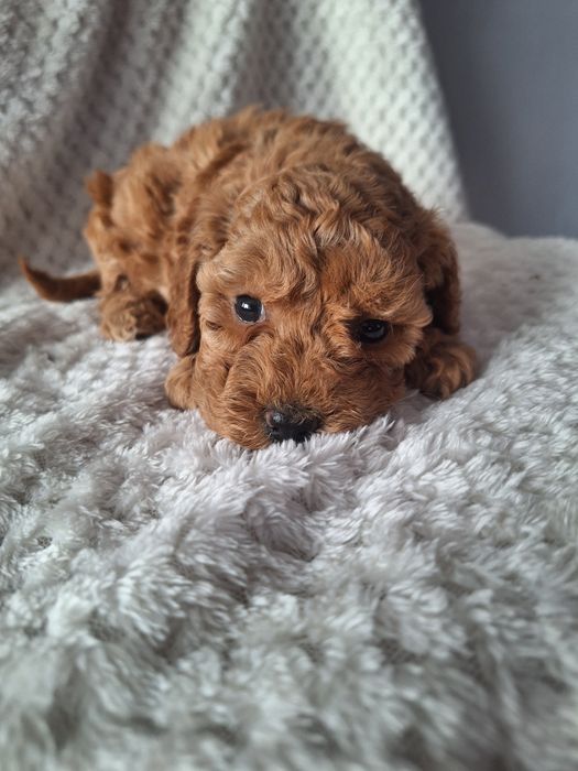 Pudel miniaturowy-dziewczynka- zarezerwawana