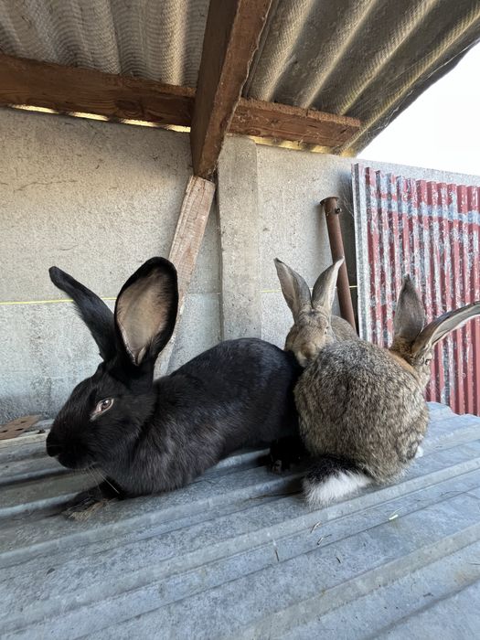 Samczyki olbrzym belgijski, bos