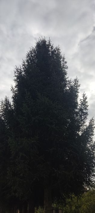 Świerk gałązki stroik