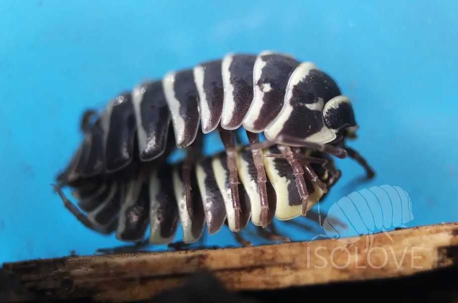 Armadillidium maculatum, równonogi zebra, isopoda, prosionki, kulanki