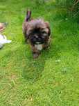 Promocja Shih tzu piesek z rodowodem