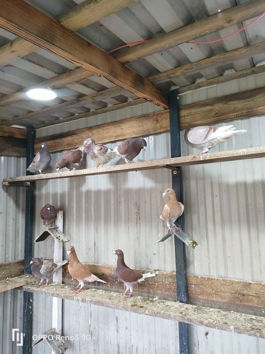 Gołębie ozdobne rzeszowskie wystawowe młode