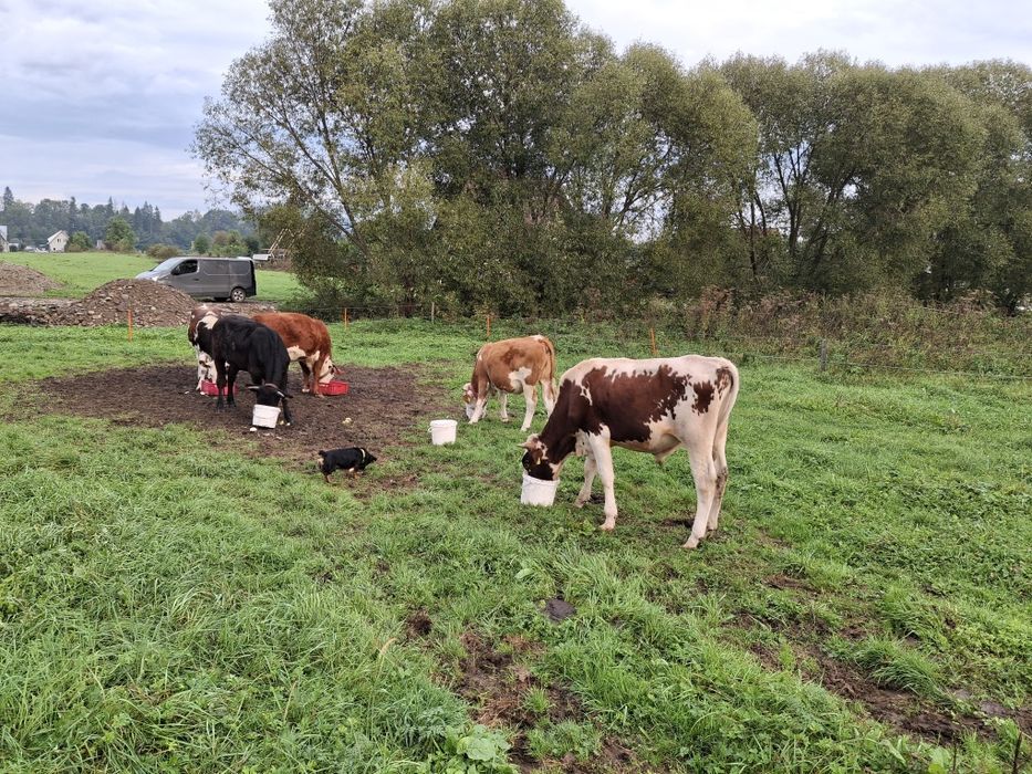 Sprzedam Jałówke cielną