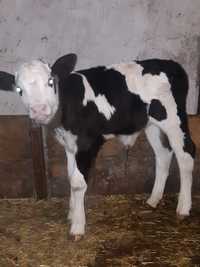 Продам теличку вік 2 тж від молочної корови