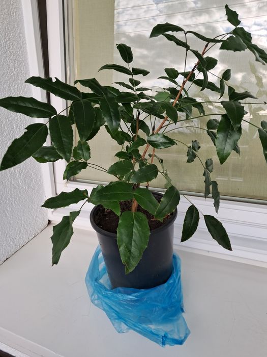 Mahonia pospolita duża sadzonka