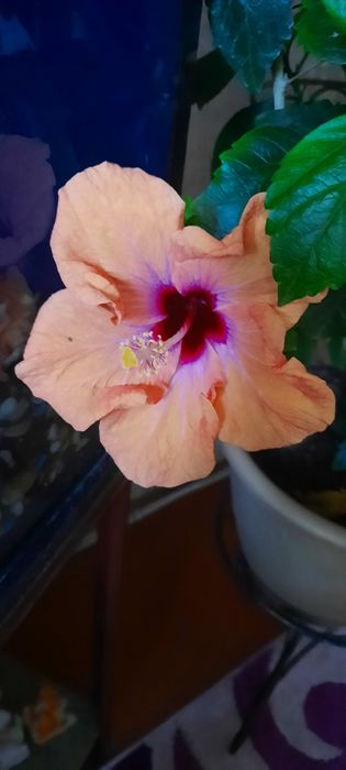 Комнатный гибискус