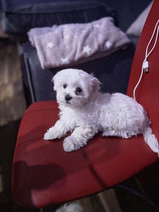 Хлопчик «Мальтезе»