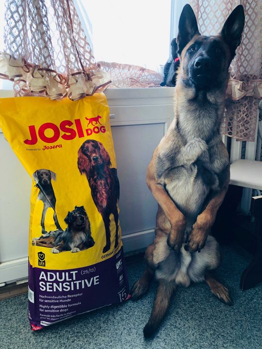 Вигул або перетримка домашнього улюбленця. МАЛІНУА