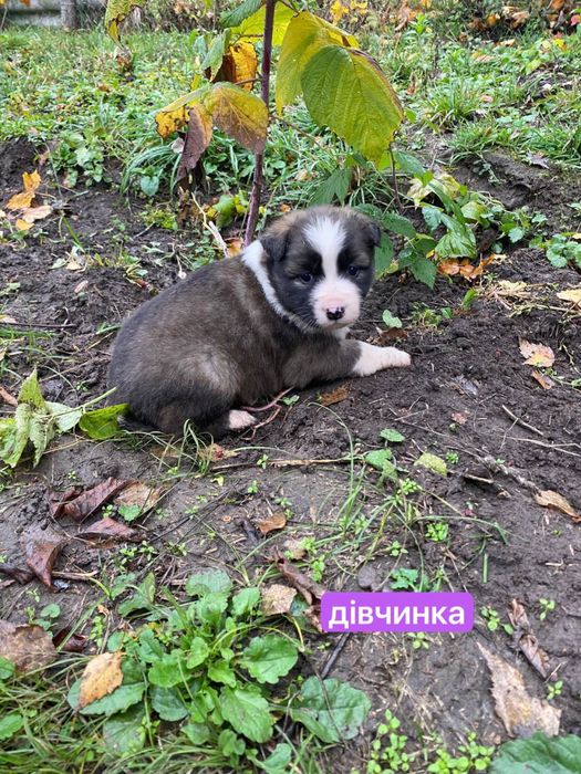 Цуценята відамо в добрі руки. безкоштовно