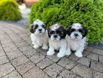 Shih Tzu szczeniaczek