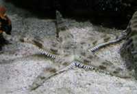 Akwarium morskie - Archaster typicus